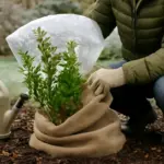 Protezione delle piante dal freddo invernale: metodi facili che evitano danni alle radici
