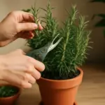 Come si favorisce la ramificazione nei rosmarini? Un trucco pratico che stimola nuovi getti forti