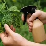 Foglie con puntini neri: quali patogeni colpiscono e come intervenire subito senza chimica