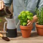 Concime naturale per le piante aromatiche: la soluzione fai-da-te che rinvigorisce subito